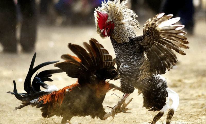 Đá gà Thomo nổi tiếng